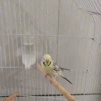 انگلیسی ماده