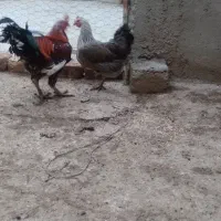 مرغ|حیوانات مزرعه|کنگاور, |دیوار