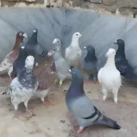 ۱۵تا پلاکی نر