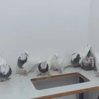 8عدد کبوتر جوجه