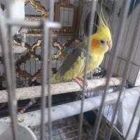 یک جفت عروس هلندی|پرنده|چهاردانگه (تهران), |دیوار