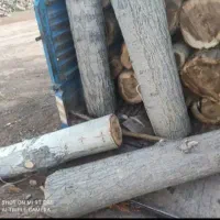 برش درخت