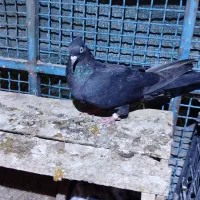 کبوتر بوشهری|پرنده|خورموج, |دیوار