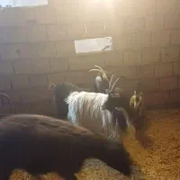 بز و بزغاله|حیوانات مزرعه|لواسان, |دیوار