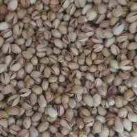 پسته فندقی اعلا امسالی رفسنجان