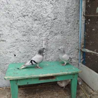 کفتر یا کبوتر