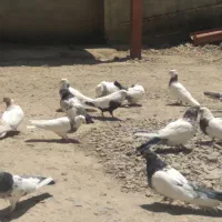 کبوتر