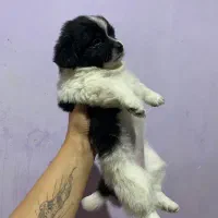 توله سگ های بامزه