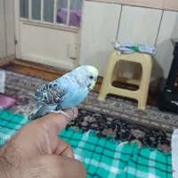 طوطی برزیلی مشکی  مرغ عشق نر و ماده|پرنده|اهواز, اسلام آباد شرقی|دیوار