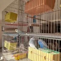 مرغ عشق مولد|پرنده|اردبیل, |دیوار