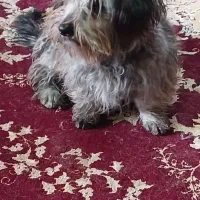 شیتزو  با نمک ماده