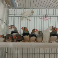 فنچ زبرا وبنگالی