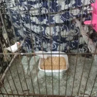 فنچ|پرنده|گرگان, |دیوار