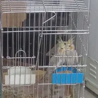 عروس هلندی آهویی نر و ماده جوان