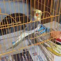 عروس نر سالم