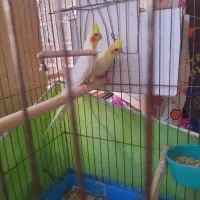 مرغ عروس لوتینو