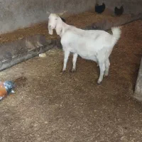 بز وتیشتر|حیوانات مزرعه|ناغان, |دیوار