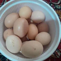 تخم مرغ محلی