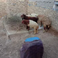 بره ماده