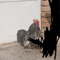 کوشین|پرنده|زارچ, |دیوار