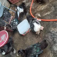 اردک اسرائیلی ۵ماهه اصیل