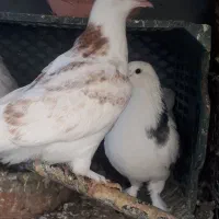 کفتریا کبوتر