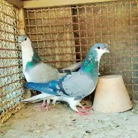 دمگیر|پرنده|اصفهان, جی شیر|دیوار