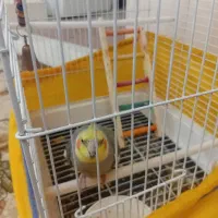 عروس هلندی|پرنده|بروجرد, |دیوار