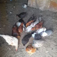 مرغ|حیوانات مزرعه|نیر (اردبیل), |دیوار