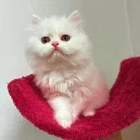 پرشین عروسکی زیبا|گربه|رشت, منظریه|دیوار