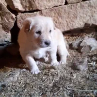 واگذاری توله