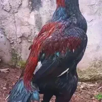 خروس لاری معاوضه با اردک اسراییلی ومرغ