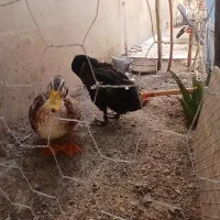 اردک تخم گذاری