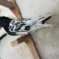 کفتر|پرنده|مرودشت, بیست متری بیمارستان|دیوار