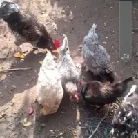 مرغ و خروس زینتی طوسی|حیوانات مزرعه|لاهیجان, بازکیاگوراب|دیوار