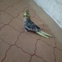 عروس هلندی نر|پرنده|بجنورد, |دیوار