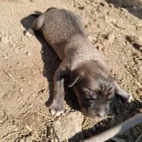 3تا سگ ماده واسه گله