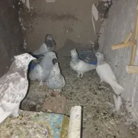 چندتا کله ای نر ماده بفروش میرسد