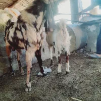 یک جفت نر بز خیلی عالی معاوضه با گوسفند هم داریم|حیوانات مزرعه|گنبد کاووس, |دیوار