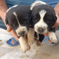 واگذاری چندغلاده تولسگ قدرجونی وسراب اصل|سگ|رشت, بلوار گیلان|دیوار