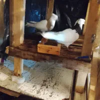 کبوتر جفت طوقی