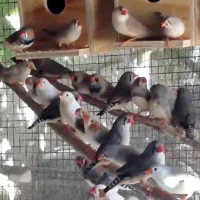 فنچ بیش ۸۰ جفت