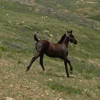 کره مادیان کرد نوه کامران