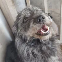 سگ نگهبان ماده قوی