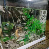 ماهی گوپی سرحال و آماده زایمان