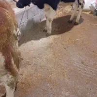 سیمینتال هولشتاین ماده|حیوانات مزرعه|رشت, دباغیان|دیوار