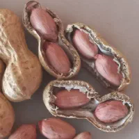 بذر بادام زمینی از نوع اطلس