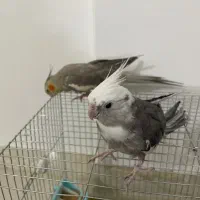 عروس هلندی وایت فیس جم