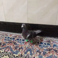 کبوتر