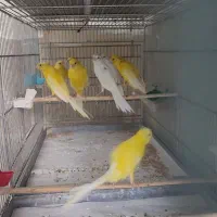 قناری رسمی بلند